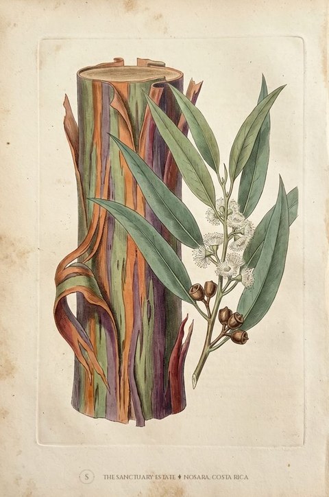 Rainbow Eucalyptus botanical plate