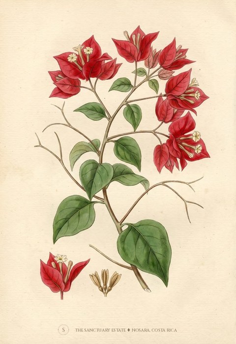 Red Bougainvillea botanical plate