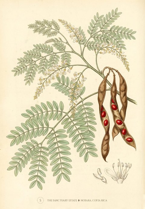 Red Sandalwood botanical plate