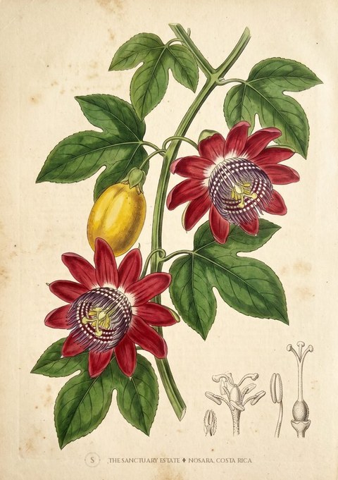Red Star Passion Fruit botanical plate
