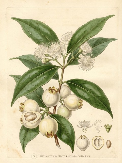 Rose Apple botanical plate
