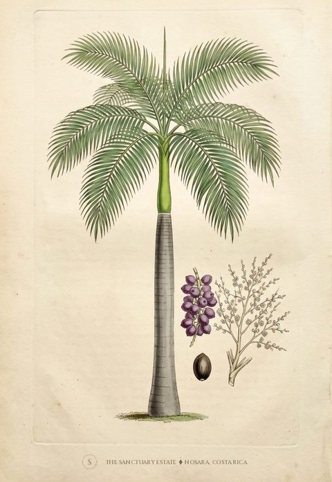 Royal Palm botanical plate