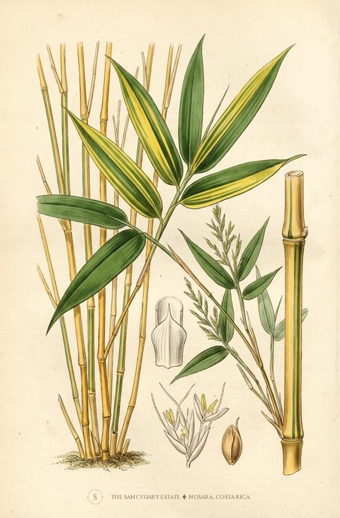 Schizostachyum Brachicladum botanical plate