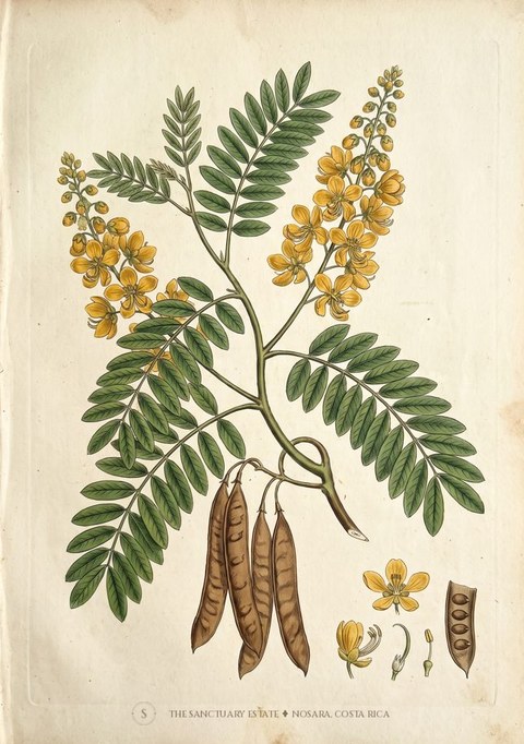 Siamese cassia botanical plate