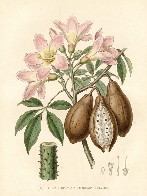 Silk Floss Tree botanical plate