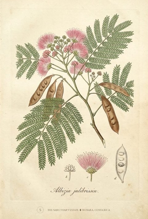 Silk Tree botanical plate