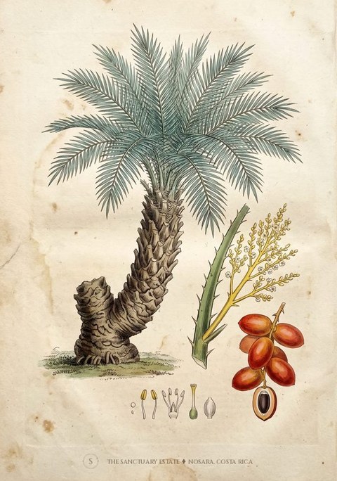 Silver Date Palm botanical plate
