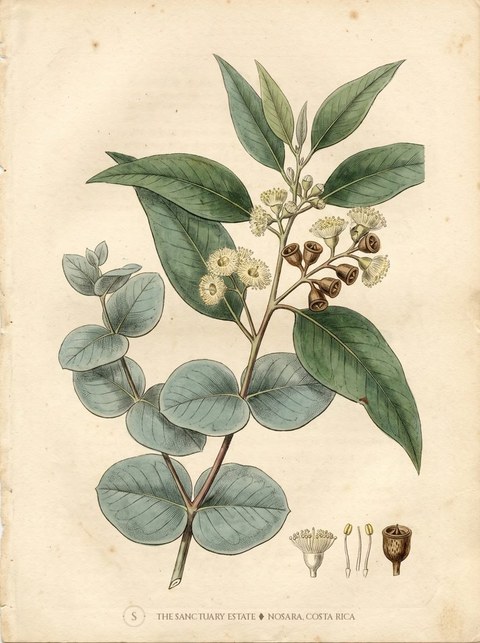 Silver Dollar Eucalyptus botanical plate