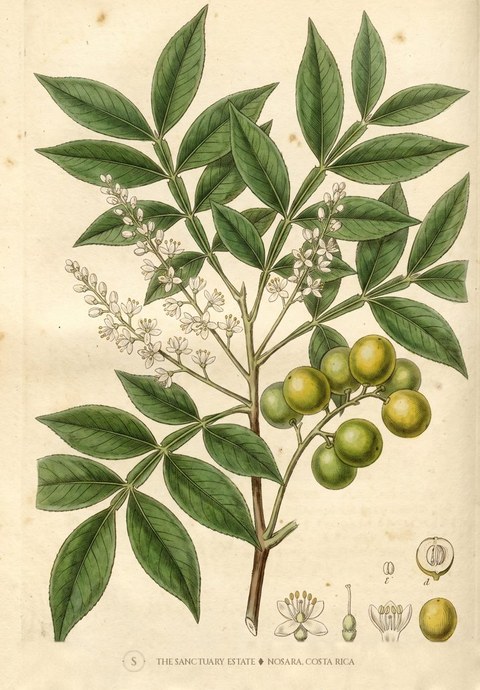 Spanish Lime botanical plate
