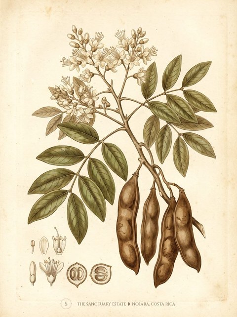 Stinkingtoe botanical plate