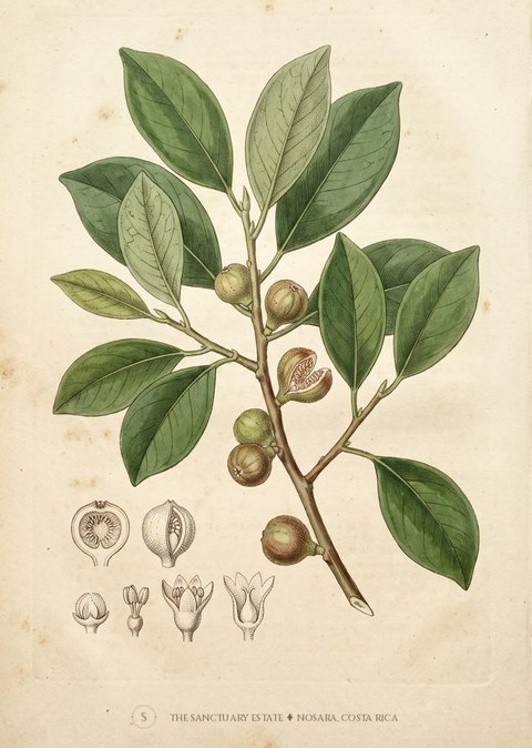 Strangler fig botanical plate