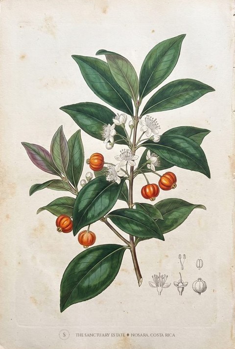 Surinam Cherry botanical plate