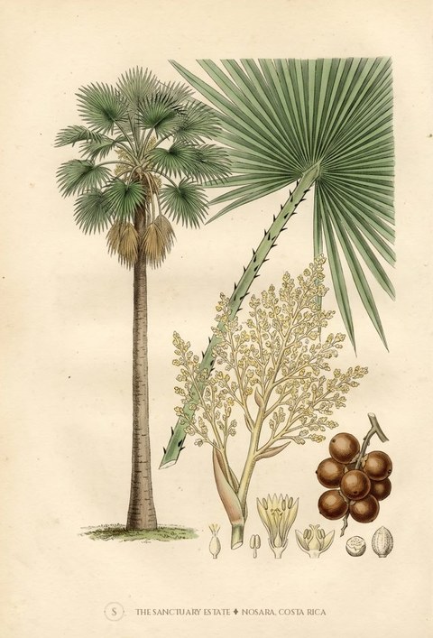 Talipot Palm botanical plate