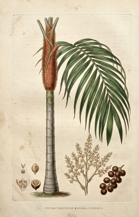 Teddy Bear Palm botanical plate