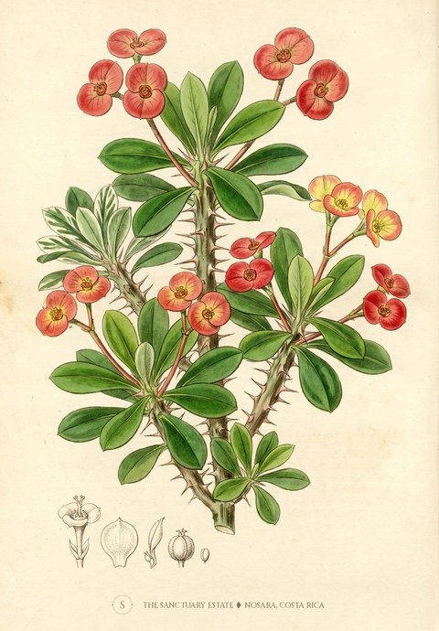 The crown of thorns botanical plate