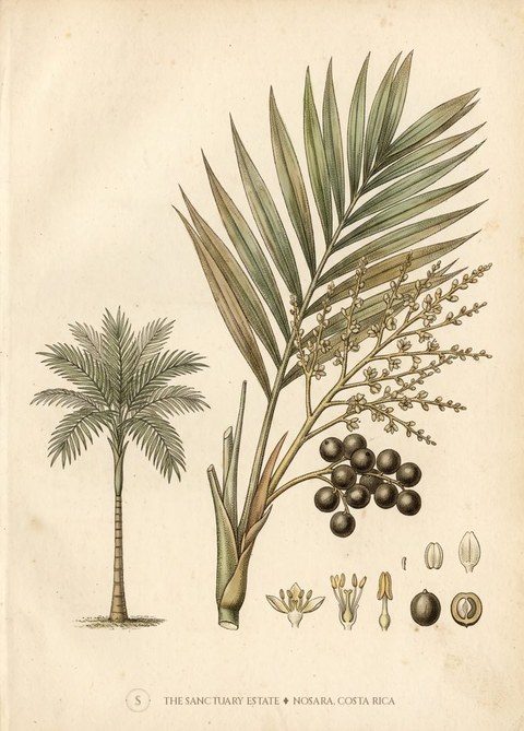 Triangle Palm botanical plate