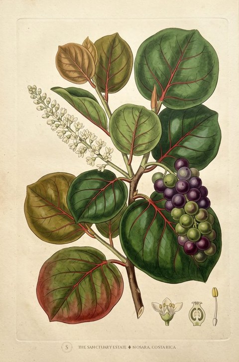Uva Playa Gr. botanical plate