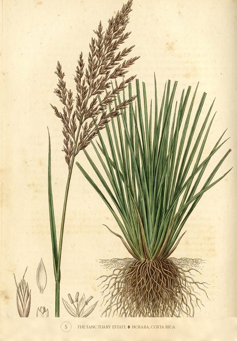Vetiver botanical plate