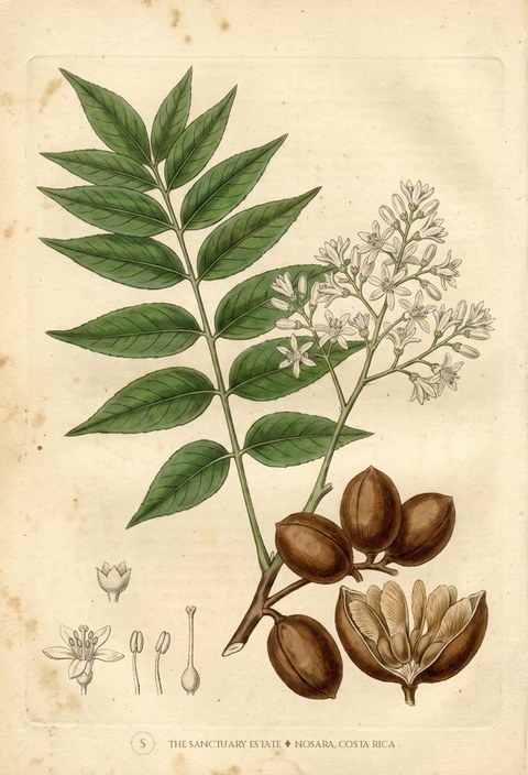 West Indian Cedar botanical plate