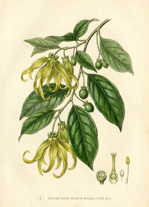 Ylang Ylang botanical plate
