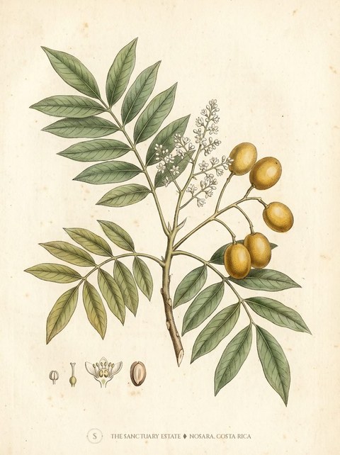 Yuplon botanical plate