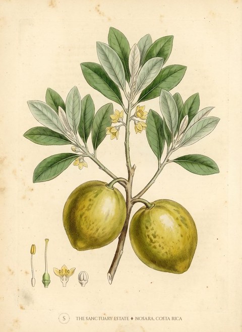 Zapotillo Amarillo botanical plate